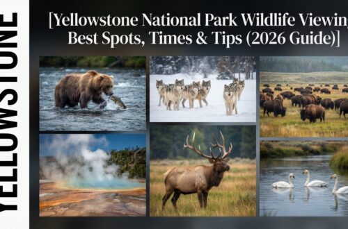 Yellowstone National Park Wildlife Viewing: Best Spots, Times & Tips (2026 Guide)