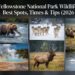 Yellowstone National Park Wildlife Viewing: Best Spots, Times & Tips (2026 Guide)