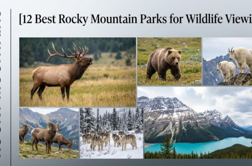 12 Best Rocky Mountain Parks for Wildlife Viewing