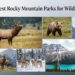 12 Best Rocky Mountain Parks for Wildlife Viewing