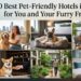 10 Best Pet-Friendly Hotels in Austin for You and Your Furry Friend