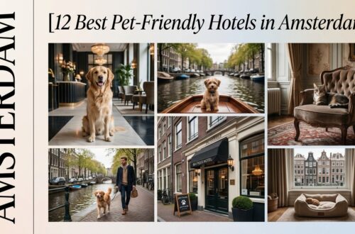 12 Best Pet-Friendly Hotels in Amsterdam